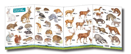 FSC Guide: Land Mammals (Fold-Out ID Chart)