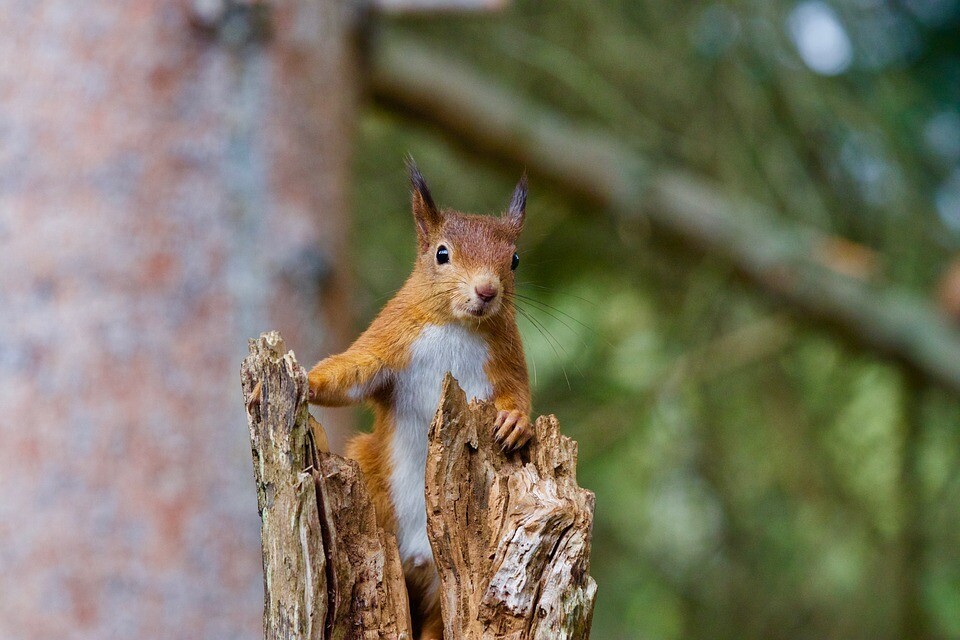 Wildlife Adoption Pack: Rescue a Red Squirrel