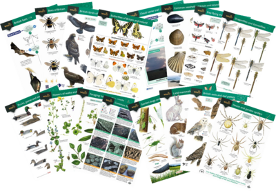 FSC Guides