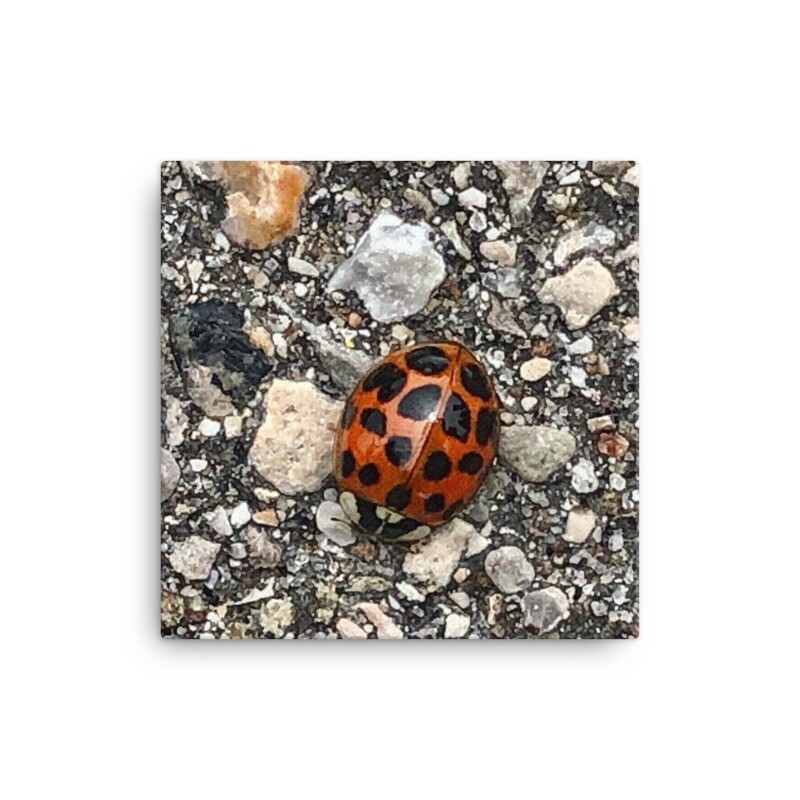 The Lady Bug Canvas