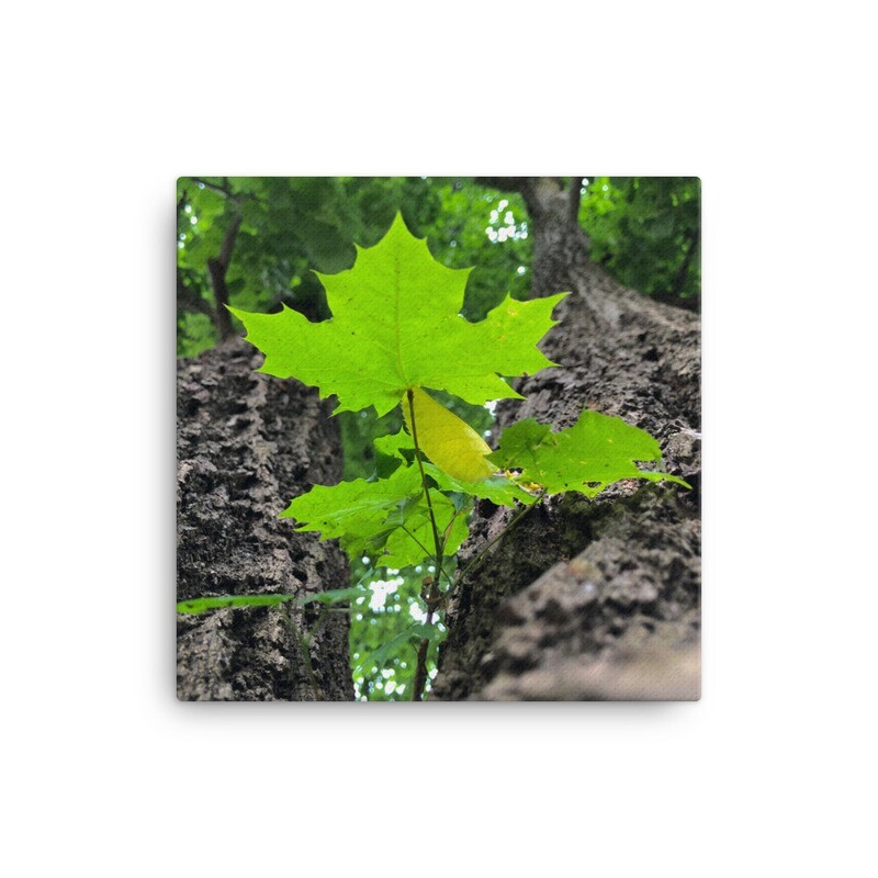 The Lonely Maple Leaf