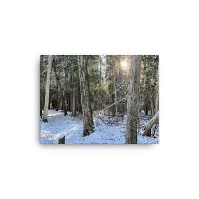 Winter Woods Canvas