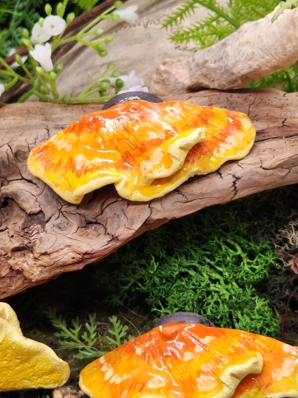 Chicken of the Woods