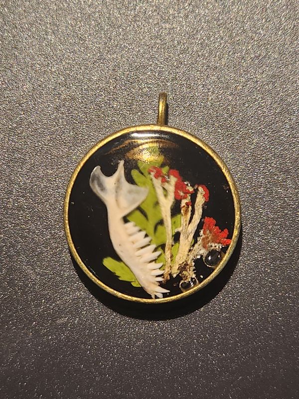 Mole jaw with lichen 