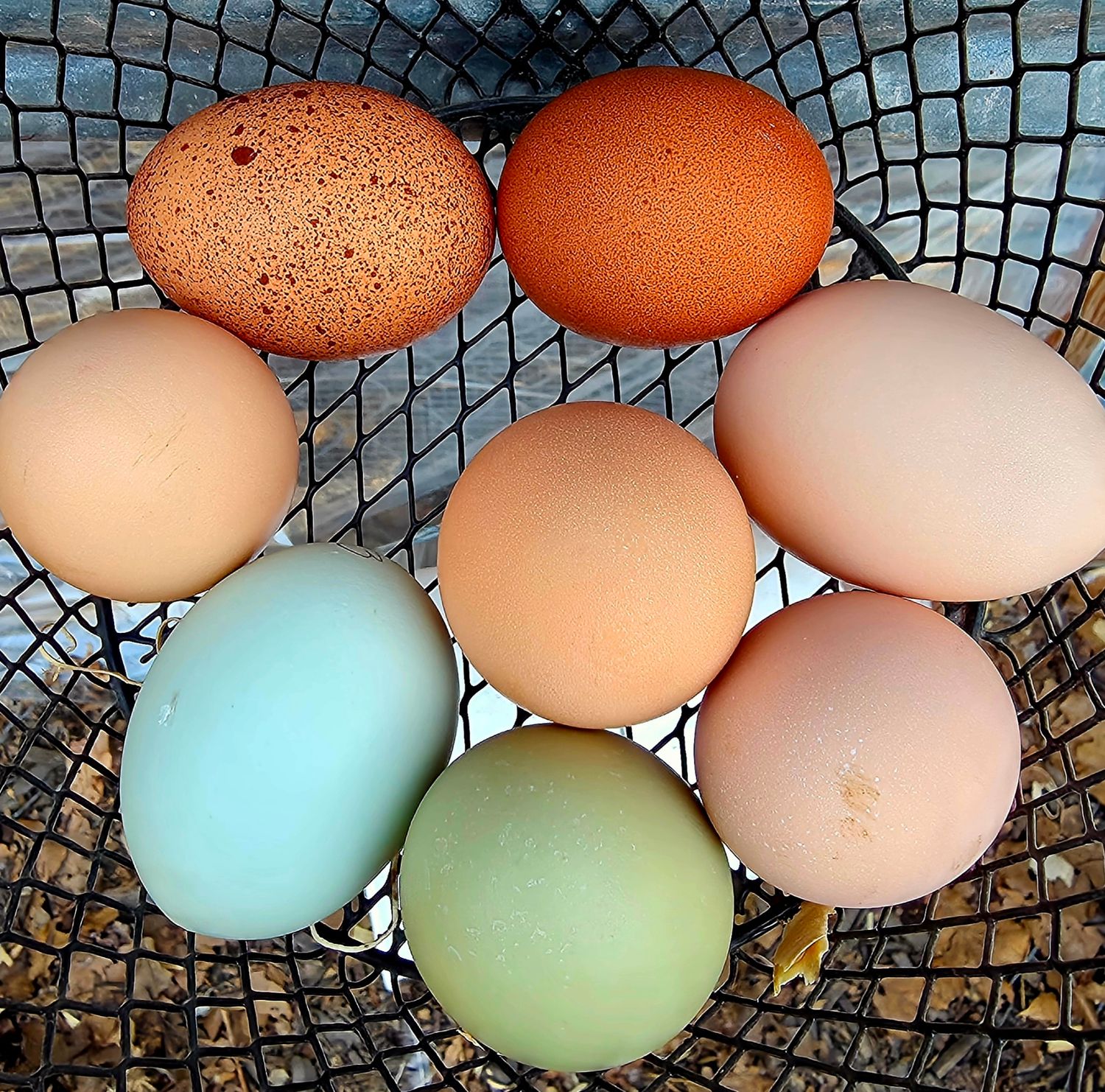 One Dozen Farm Fresh Eggs