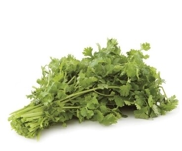 Cilantro