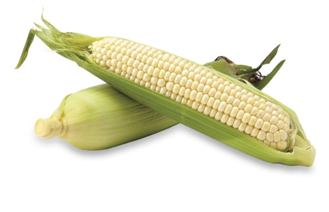 White Sweet Corn