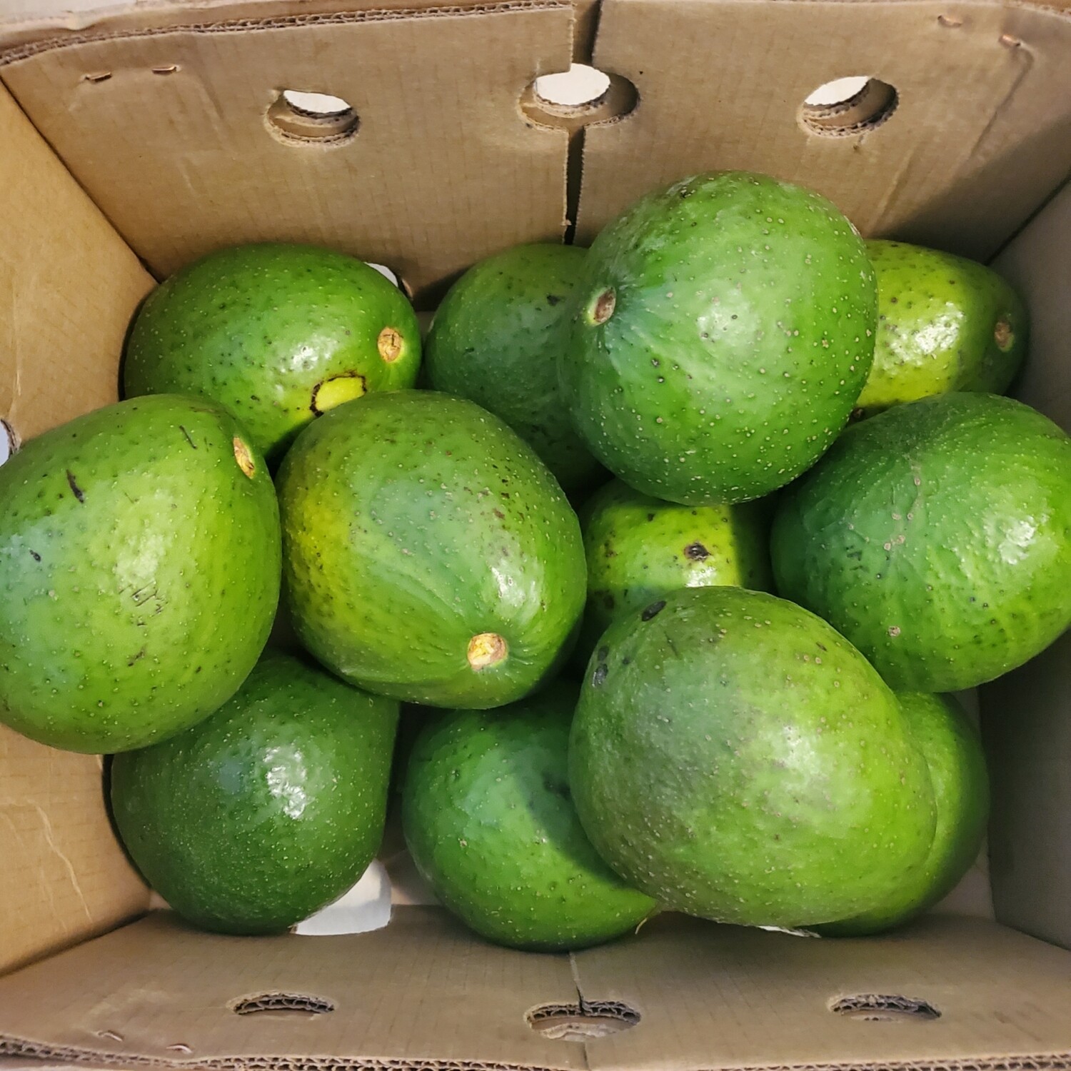 Avocado Box