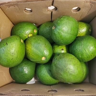 Avocado Box