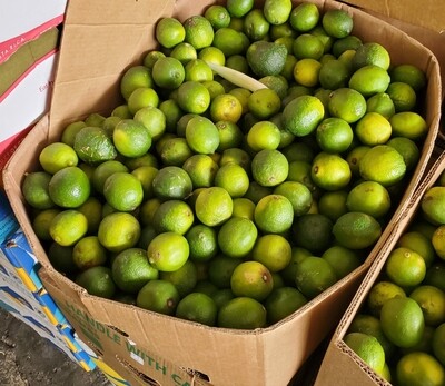 Lime Box - 200 ct