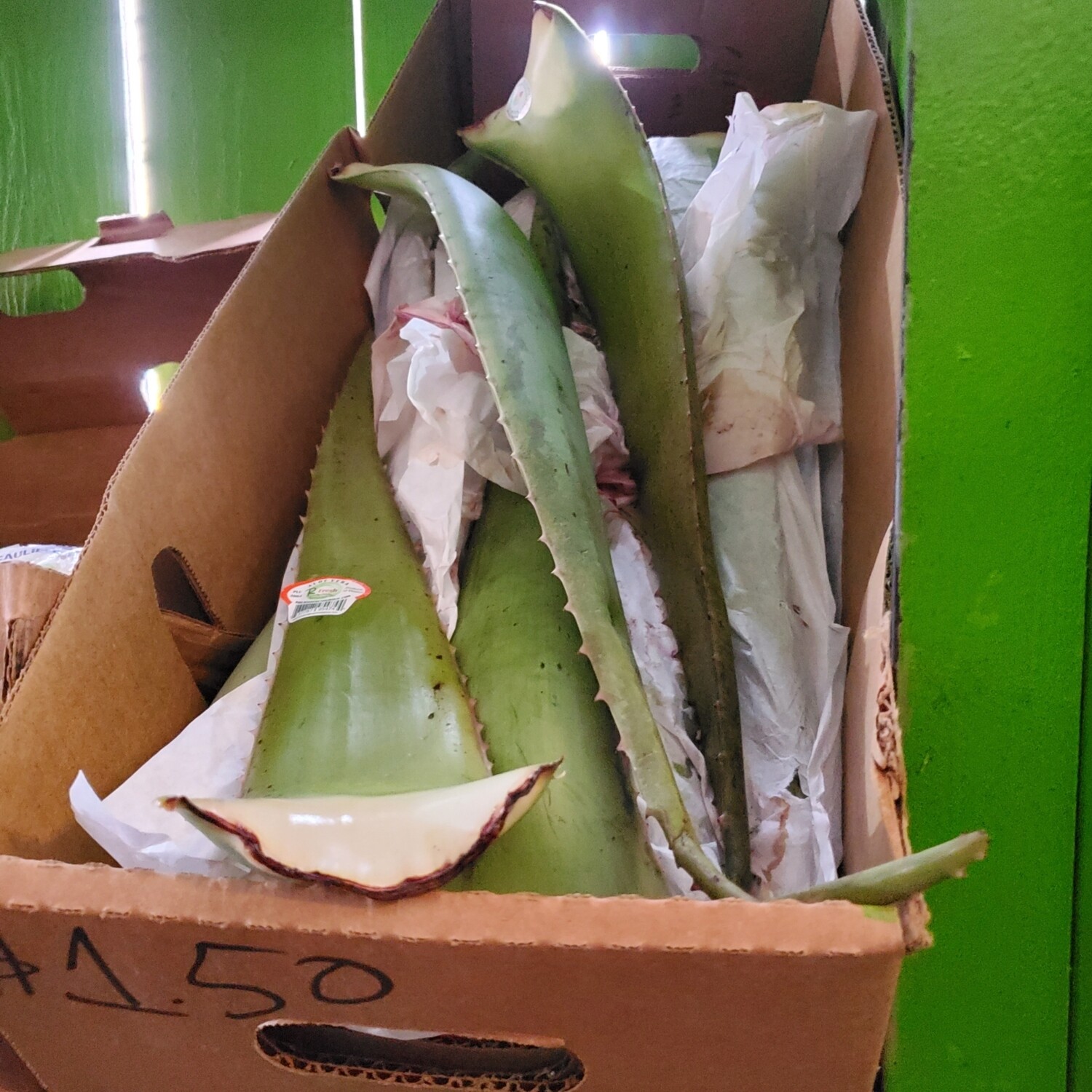 Aloe Vera