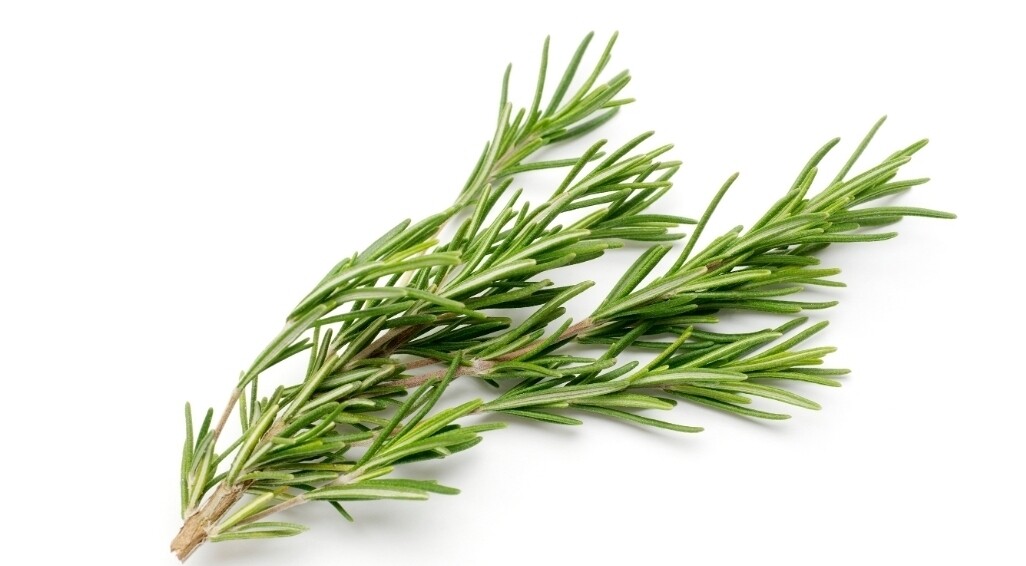 Rosemary