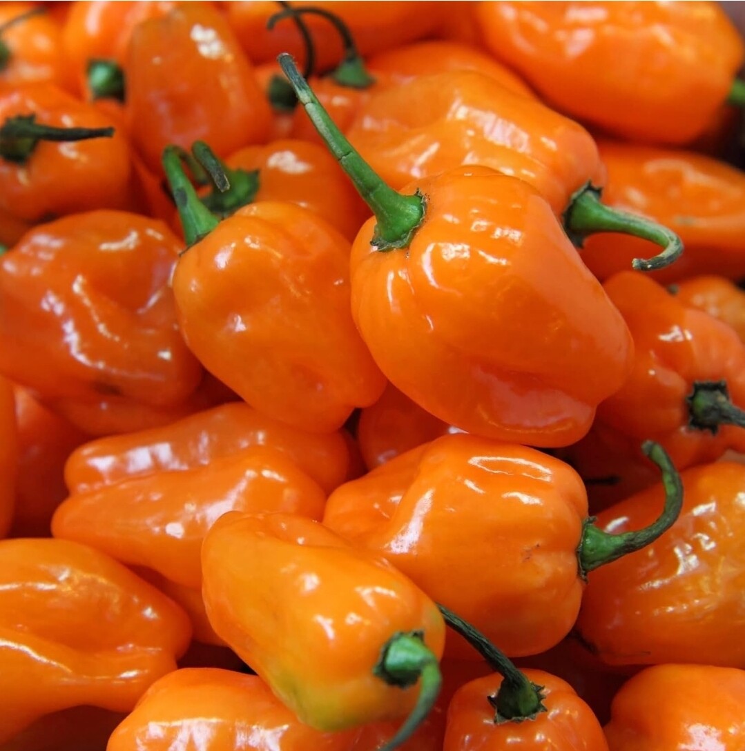Habanero
