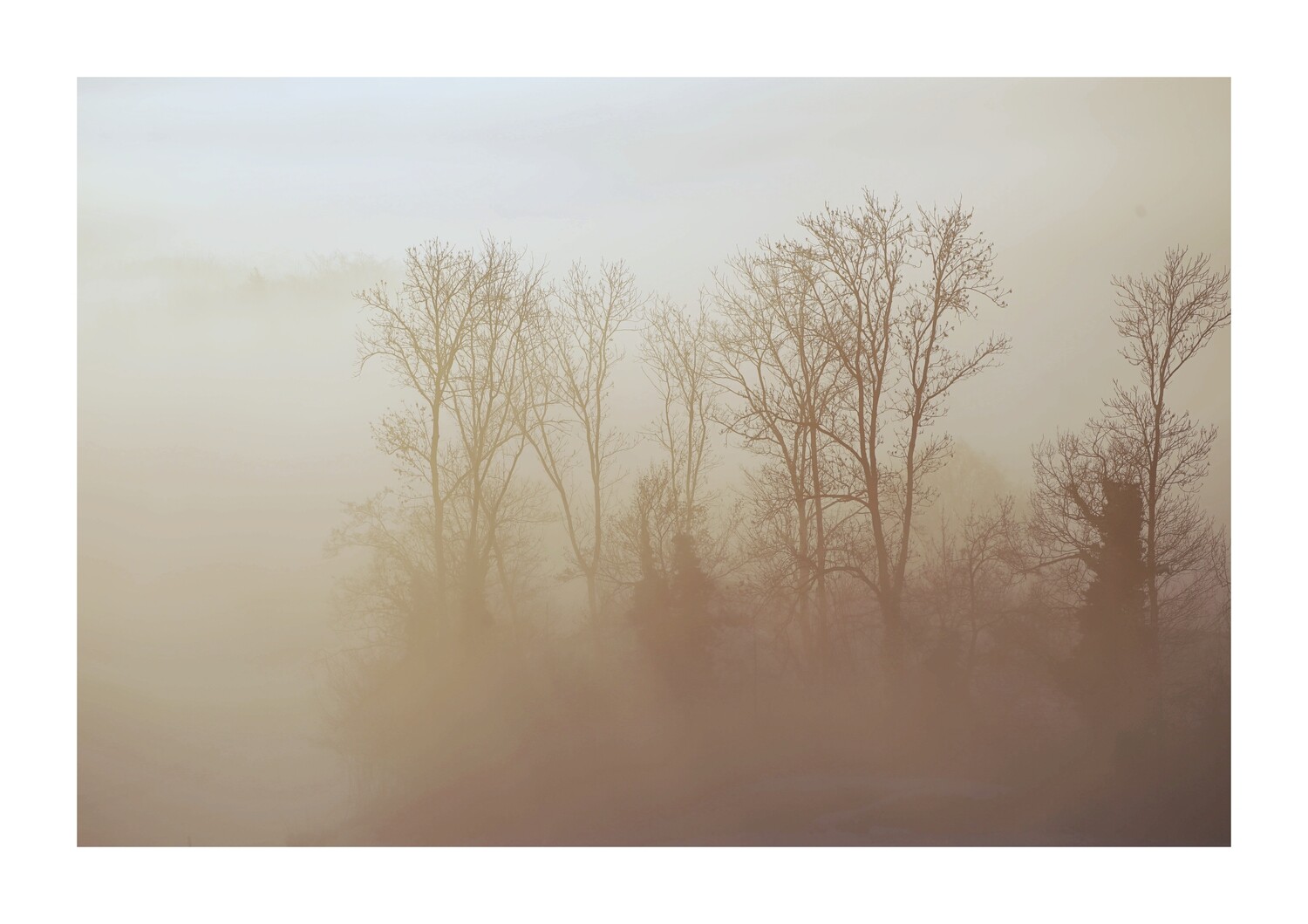 Silence of forest