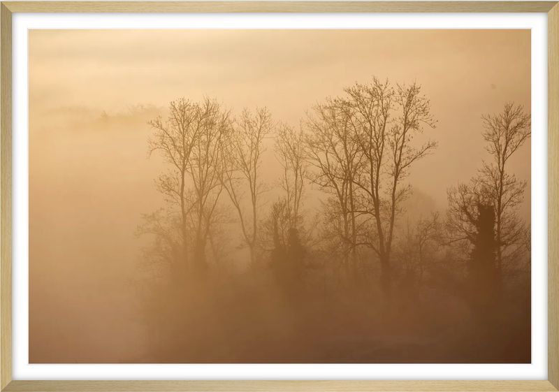 Silence of forest