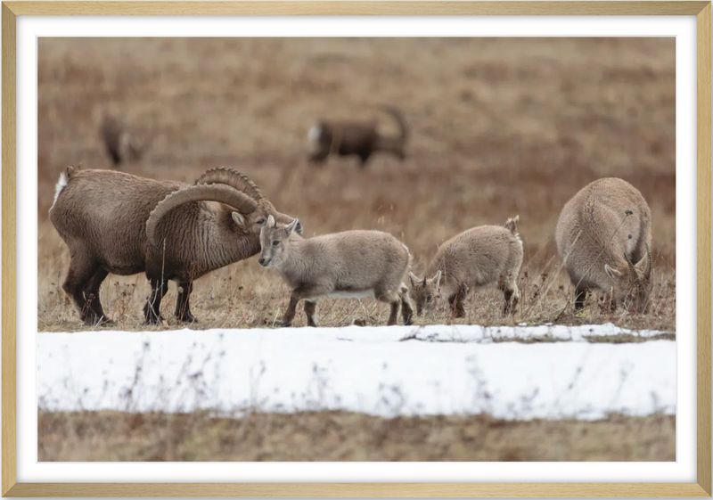 Ibex family