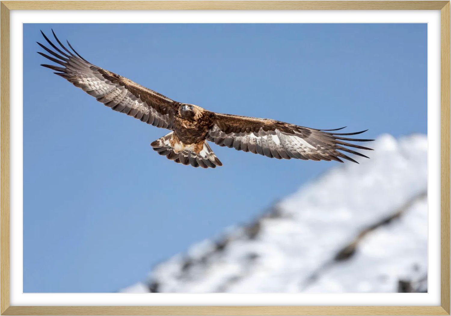 eagle
