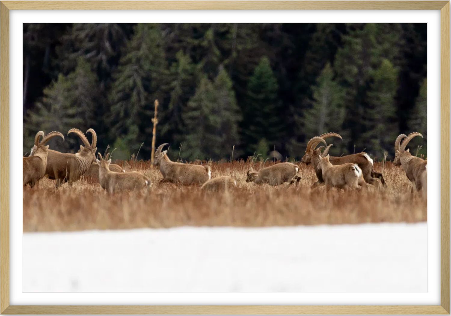 Ibex run
