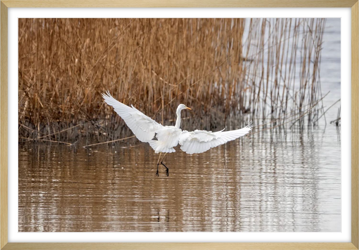 Great Egret