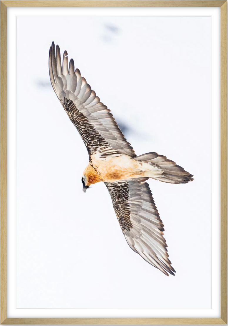 bearded vulture