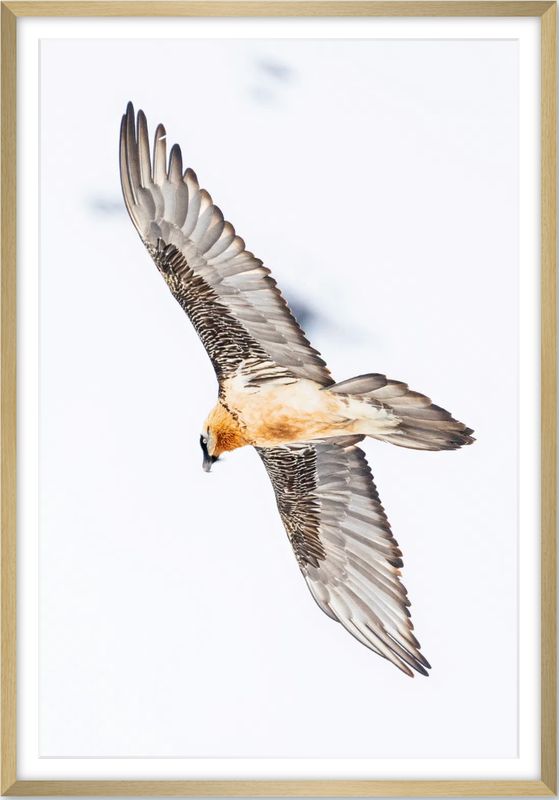 bearded vulture