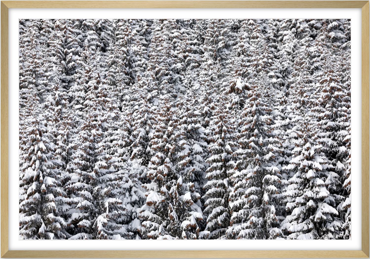 White forest