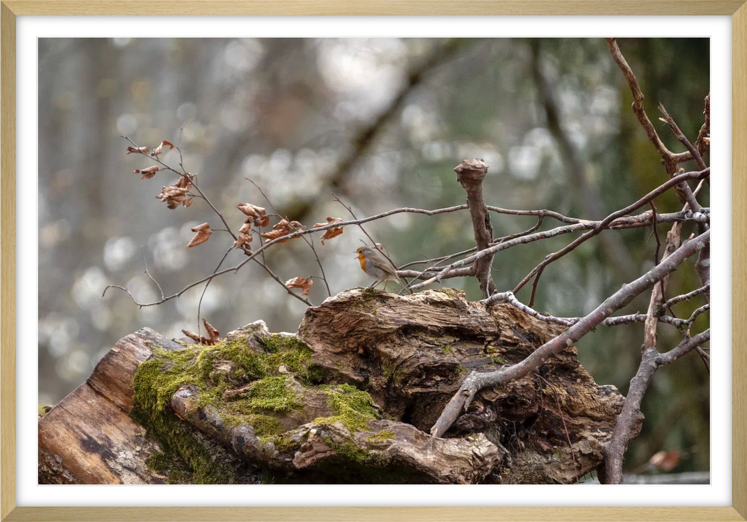 Little singer in the forest