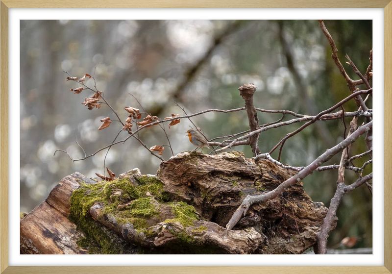 Little singer in the forest
