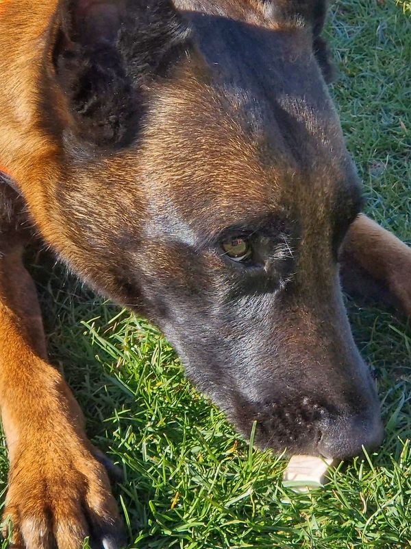 LIVE ONLINE-Kurs: Spürhundesport (SHS) - Von der Geruchskonditionierung bis zur ruhigen Anzeige!