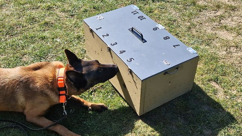 Spürhundesport (SHS)  in Trümmer, Behältnistrecke &amp; Fläche (Präsenz-Gruppenkurs)
