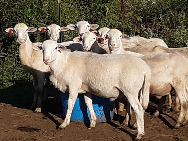 Lamb Rams- Premium Purebred Katahdin Rams Finished Size