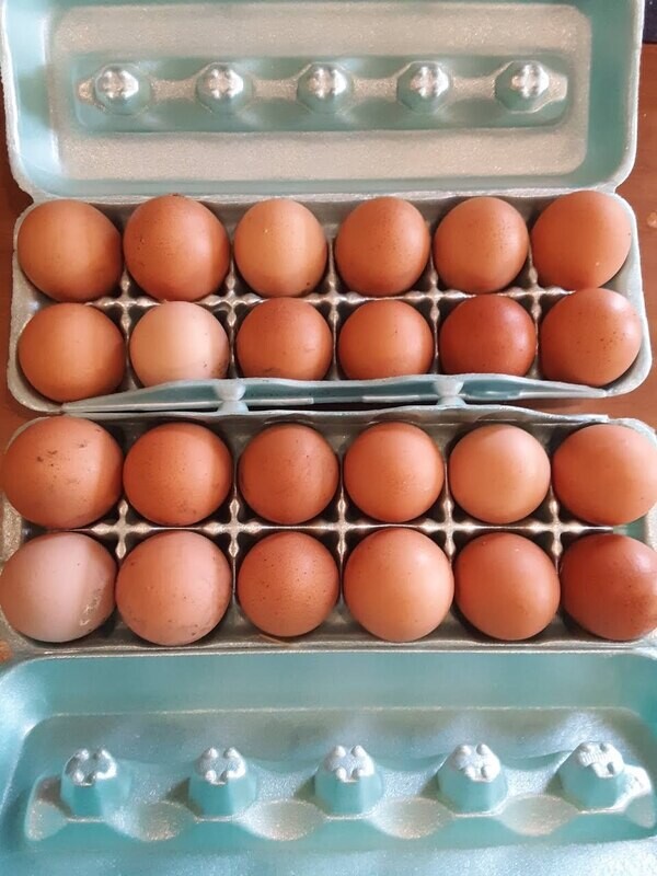 JUMBO Farm Fresh Eggs From Happy Hens