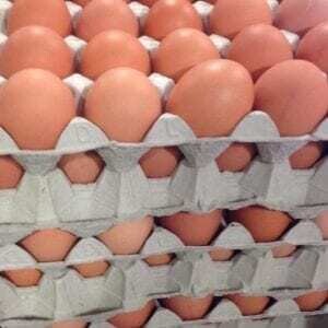 Tray of 30 Eggs