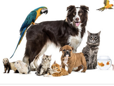 Pet Food