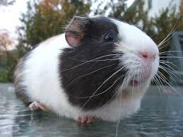 GUINEA PIG MIX 1.5kg