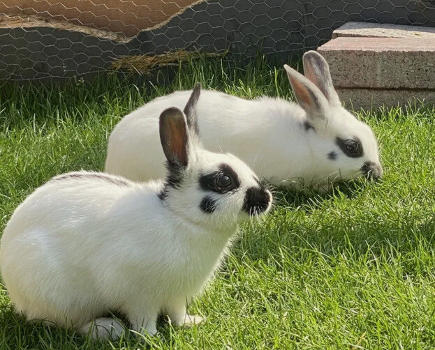 RABBIT MIX 1.5kg