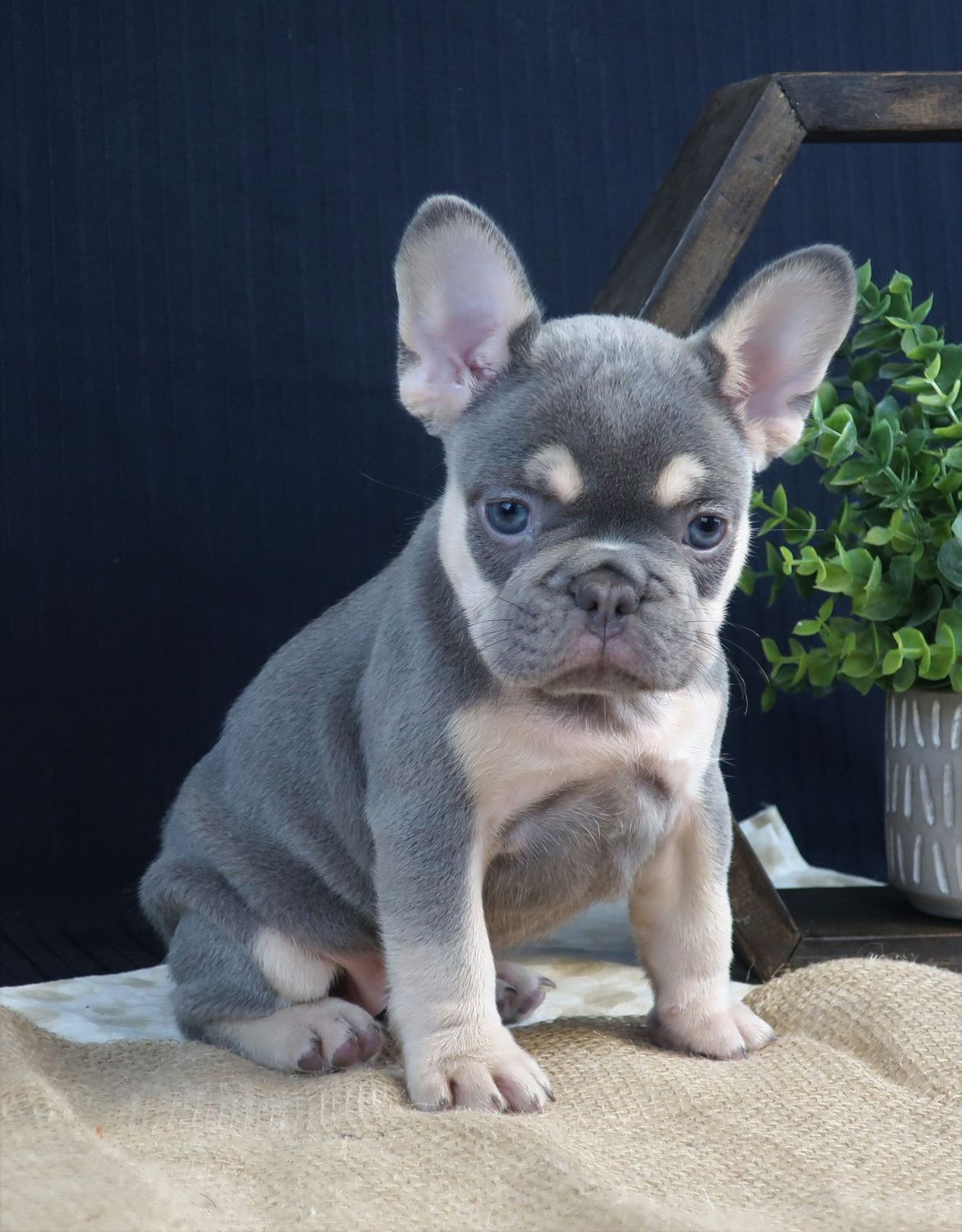 Bella
