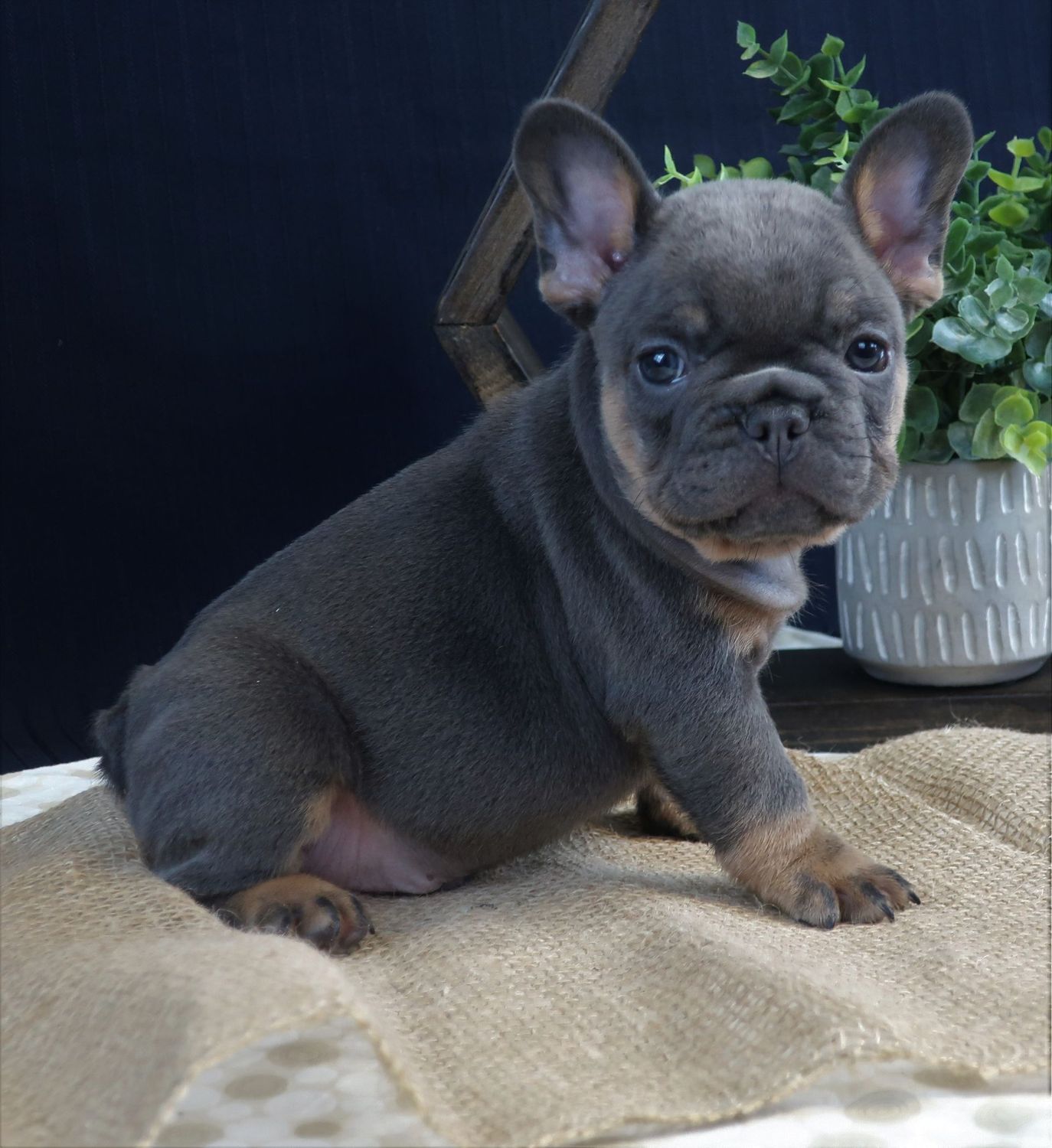 Hank