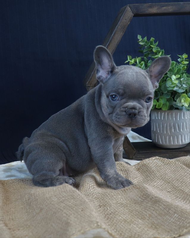 Sophie