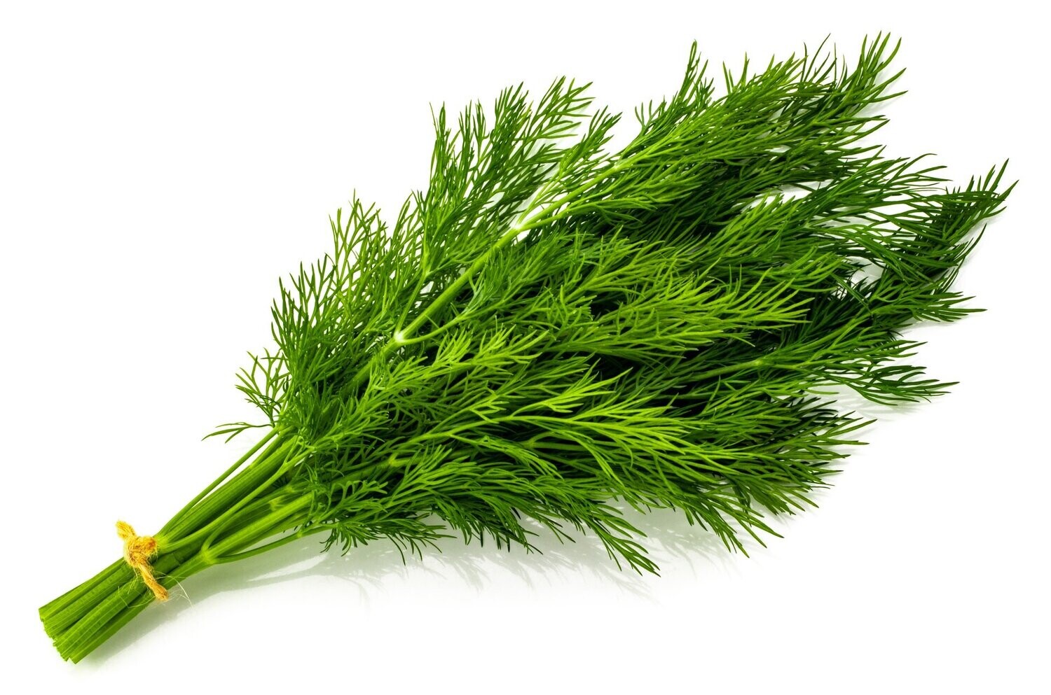Dill - Bunch