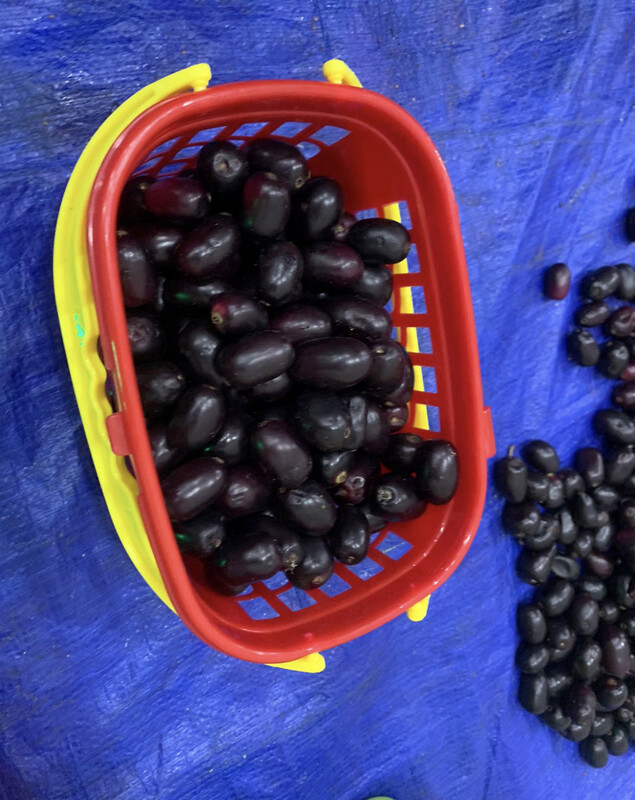 Jamun