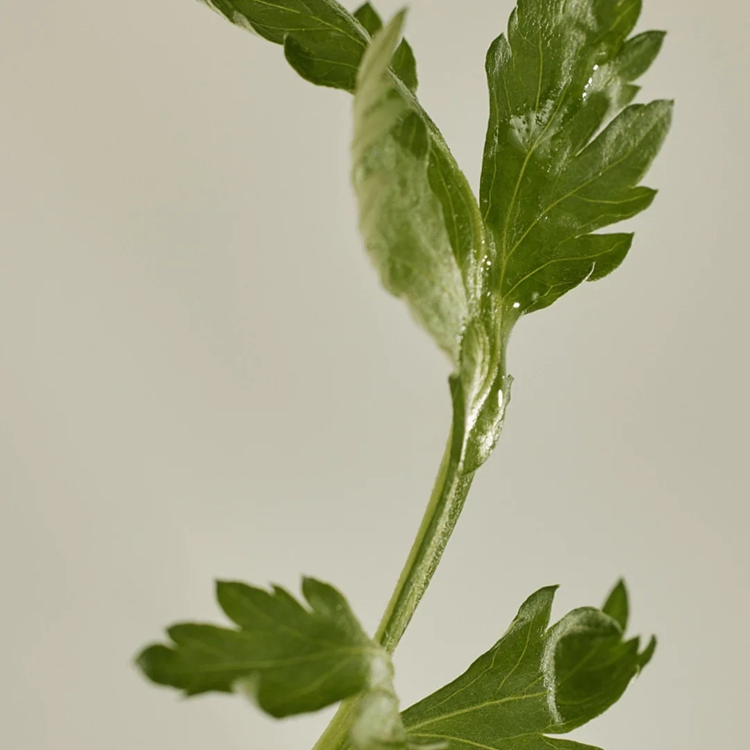 Beauty of Joseon Matte Sun Stick : Mugwort+Camelia (SPF 50+ PA++++)