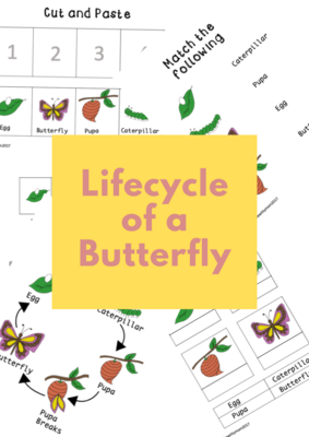Lifecycle of a Butterfly