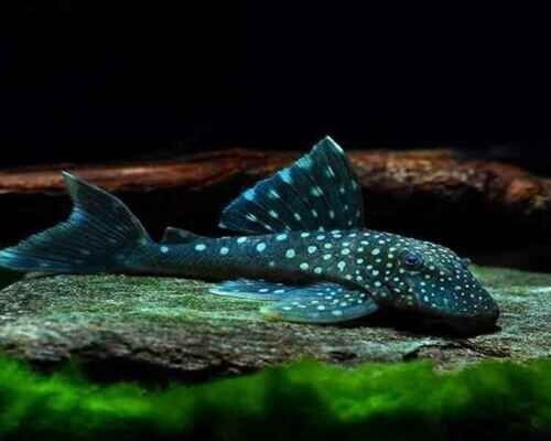 Hemiancistrus sp. L128 WC
