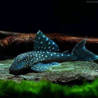 L-SOMI (Plecoti)