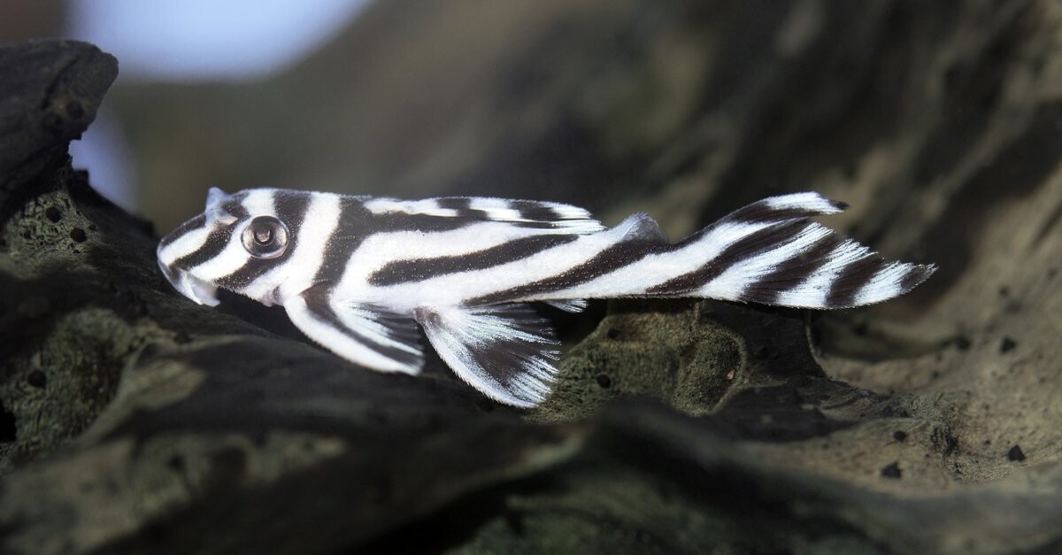 Hypancistrus zebra L46