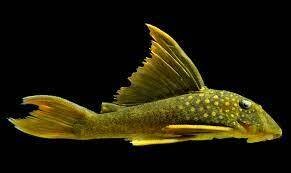 Baryancistrus demantoides L200a WC