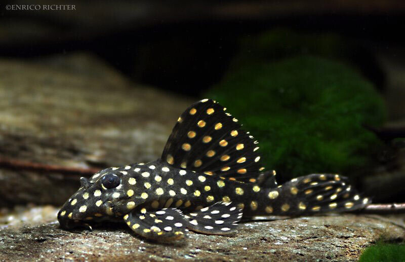Hypancistrus inspector L201