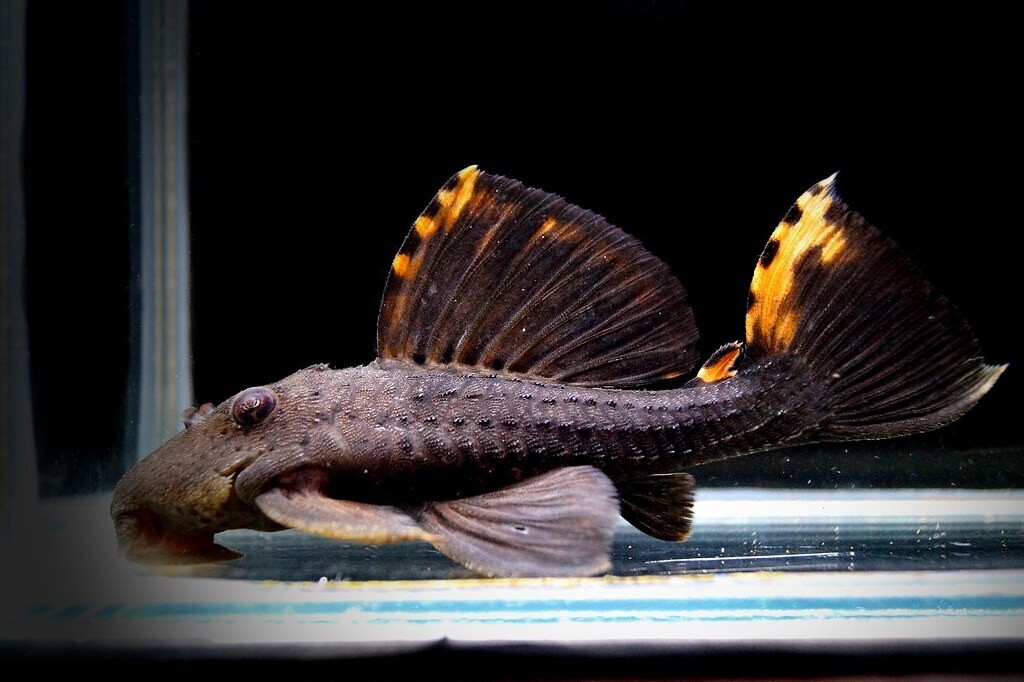 Leporacanthicus triactis L91 WC