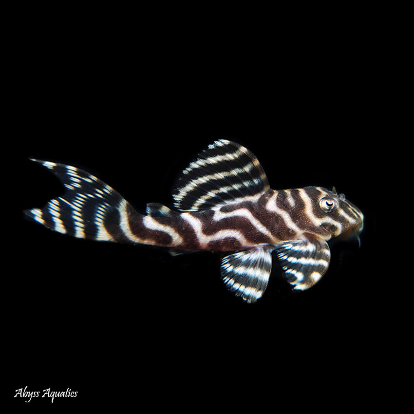 Hypancistrus sp. L333 WC
